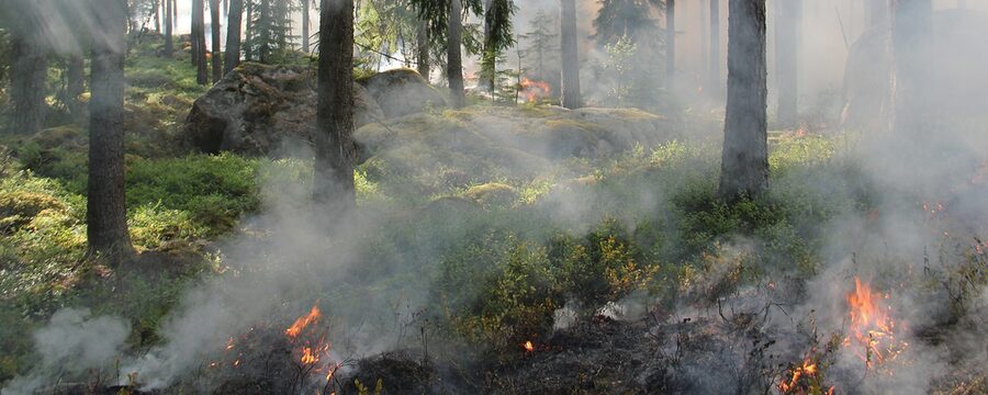 Waldbrandgefahr in weiten Teilen Hessens